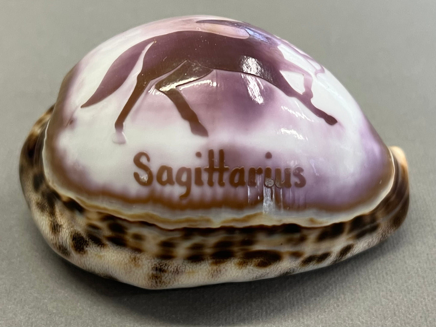 Small Sagittarius Shell Ornament